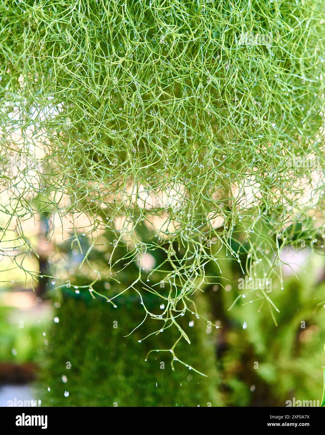Tillandsias hi-res stock photography and images - Alamy