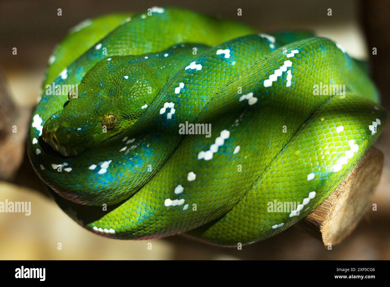 Green Tree Pythons Morelia Viridis, endemic animals from Eastern ...