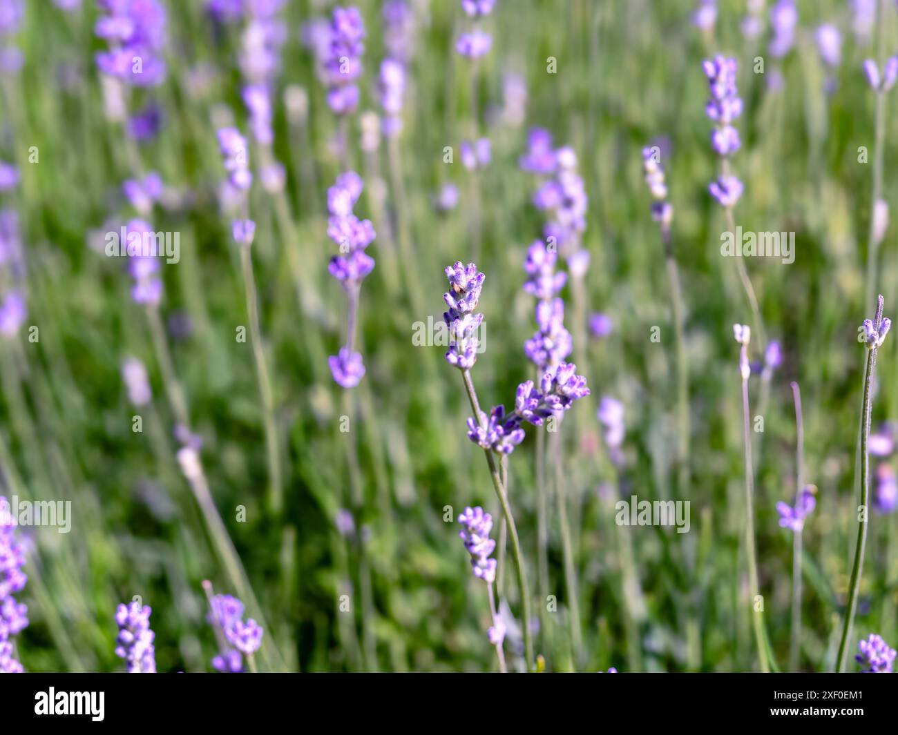 Lavender in soft focus hi-res stock photography and images - Alamy