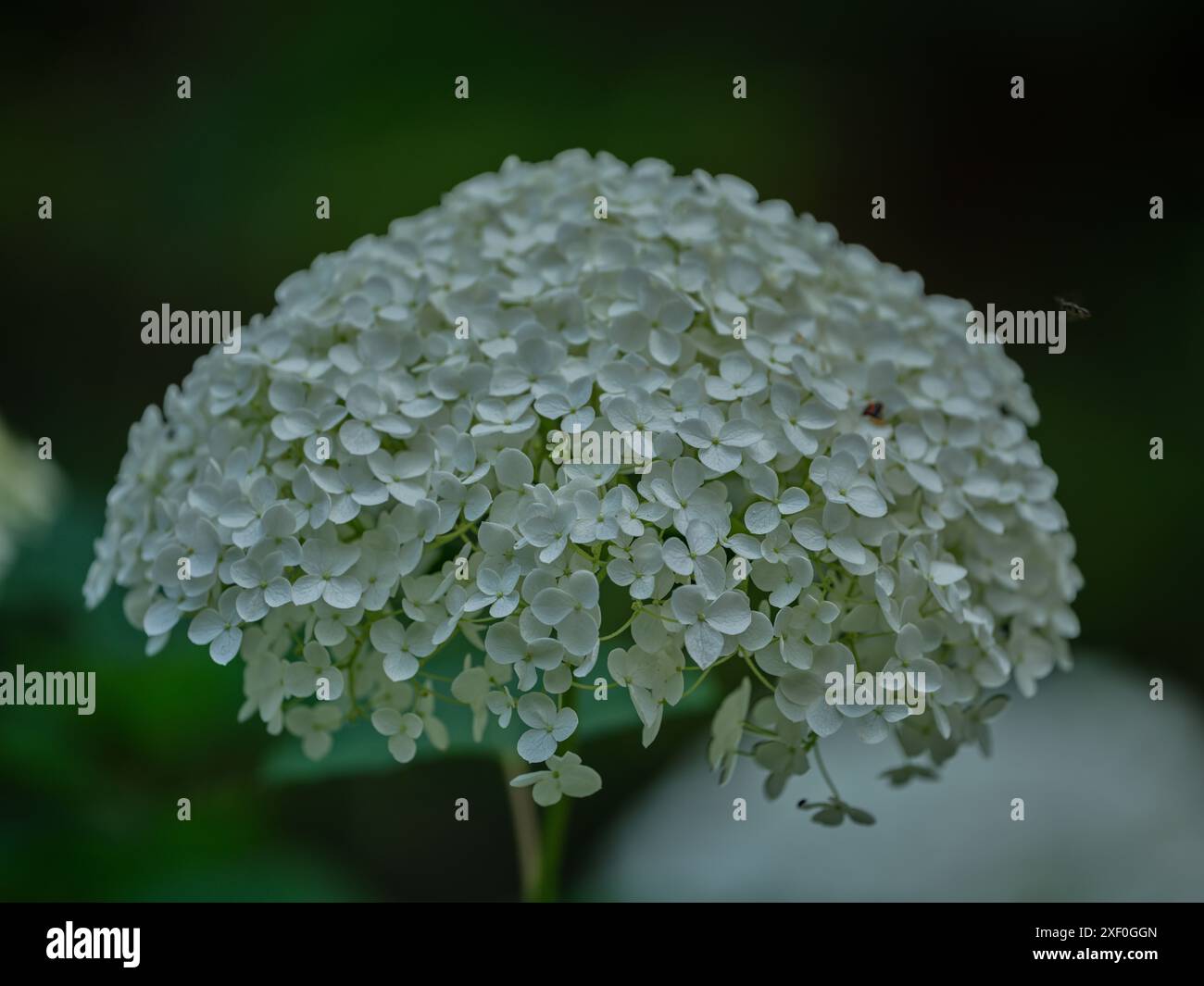 Lush white hydrangea blossom close up Stock Photo