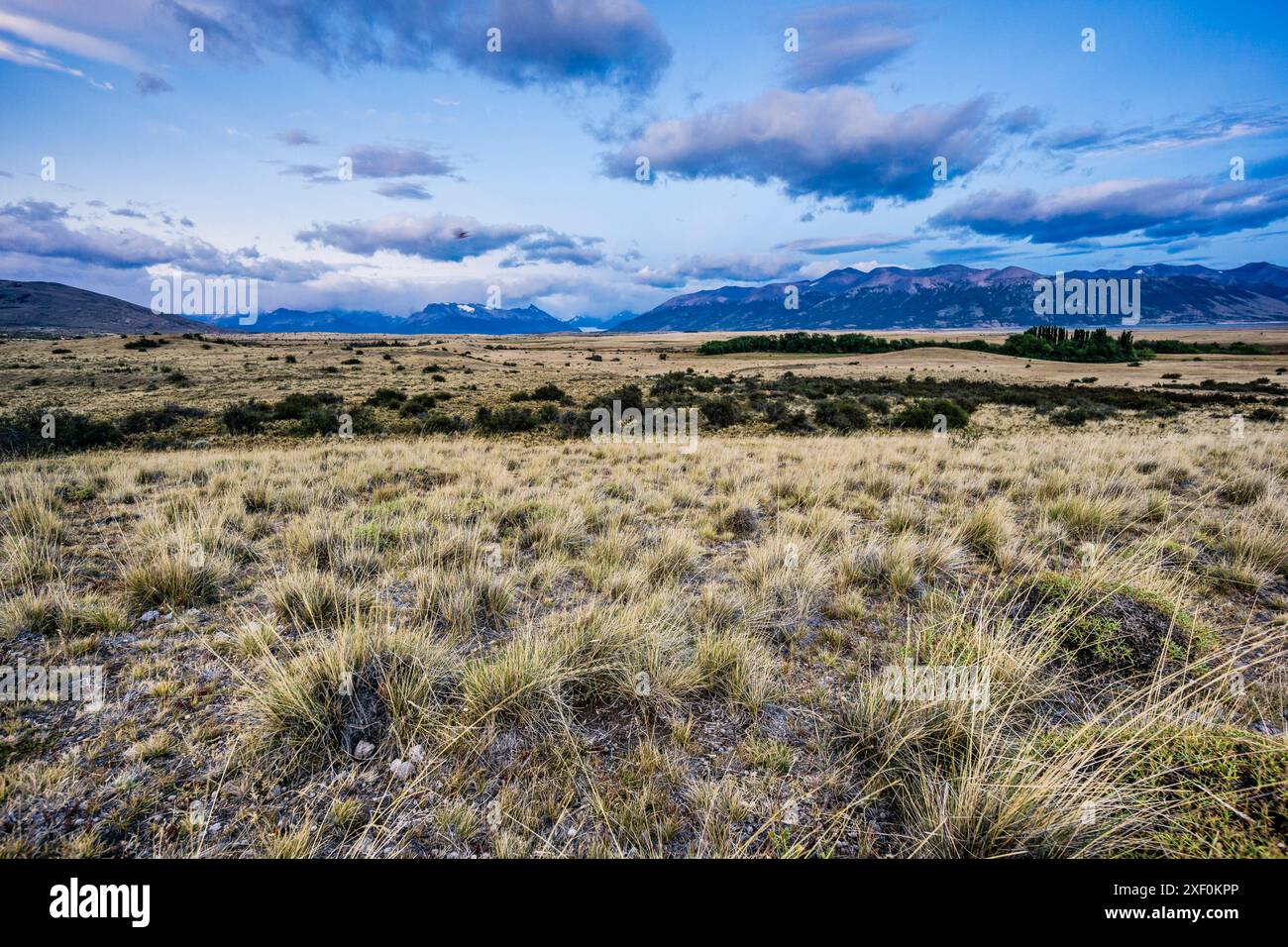 pampas near Lake Roca, El Calafate, Los Glaciares National Park ...