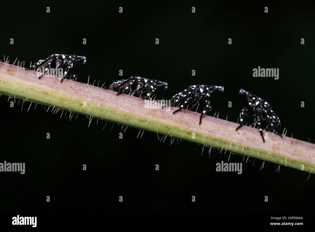 Early stage nymphs of the Spotted Lanternfly (Lycorma delicatula) Stock Photo