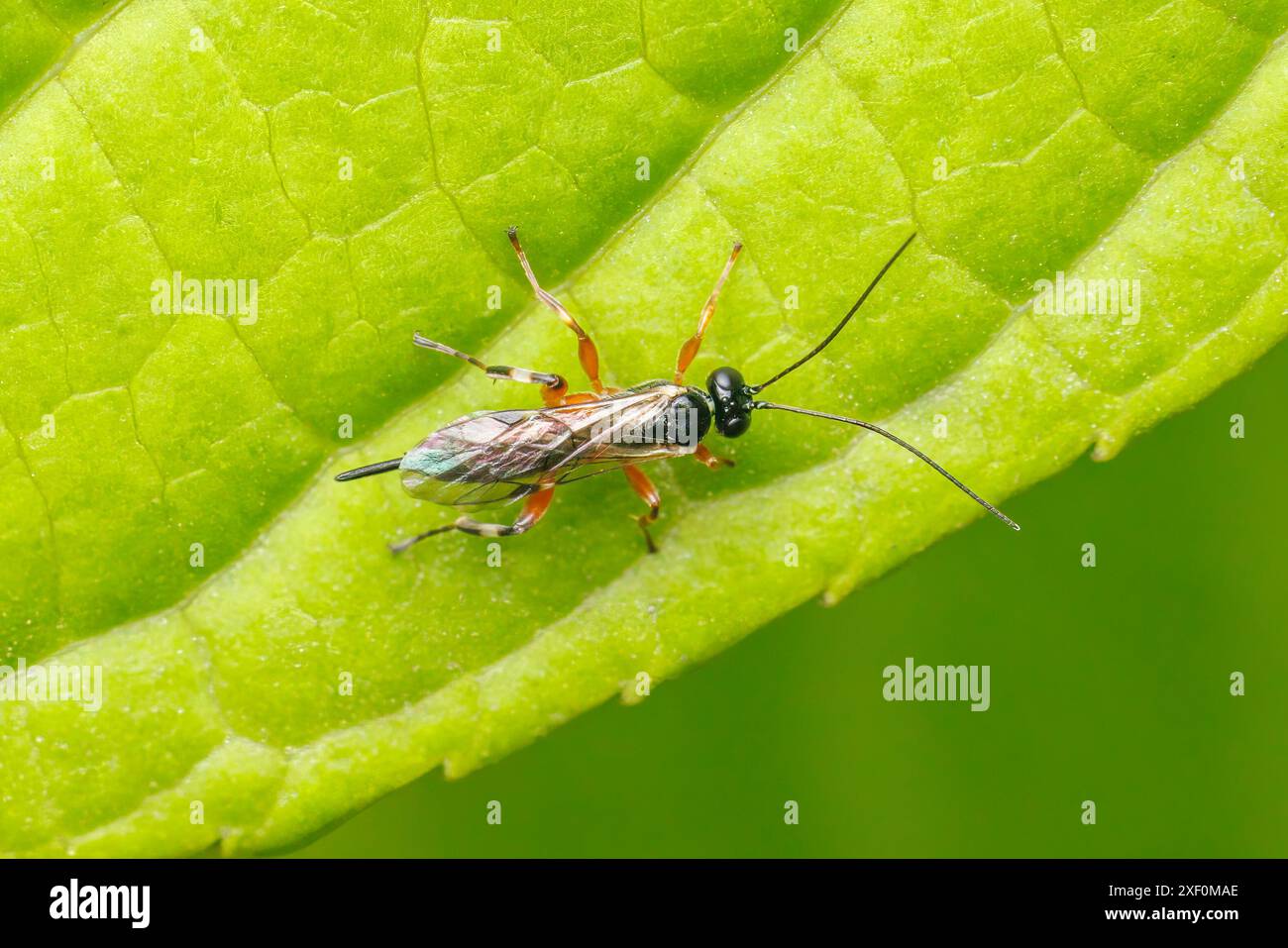 Ichneumonid Wasp (Itoplectis sp.) - Female Stock Photo - Alamy