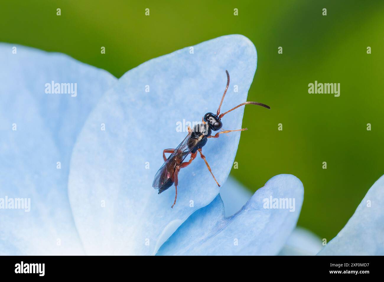 Ichneumonid Wasp (Ichneumonidae) - Female Stock Photo - Alamy
