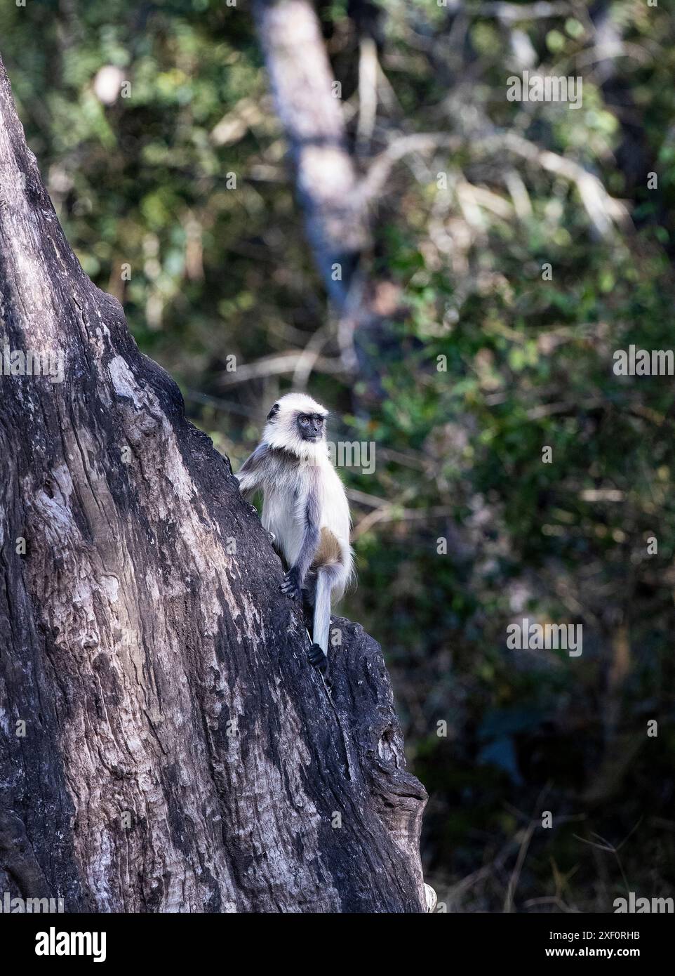 Footel Footel hi-res stock photography and images - Alamy
