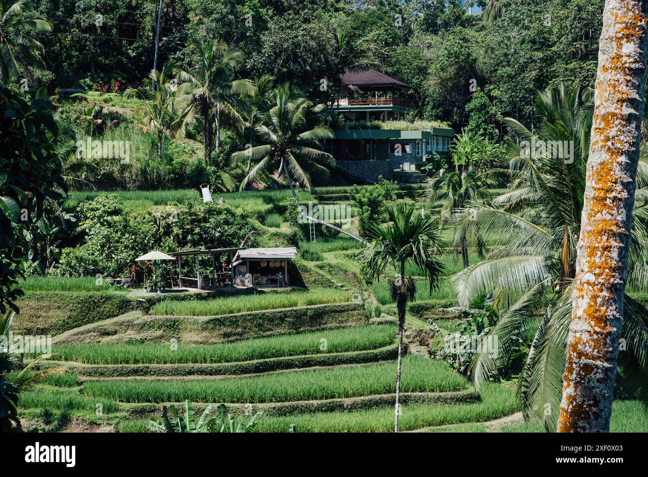 Small hut in the rice terrace of Tegalalang in the area of Ubud in Bali Stock Photo