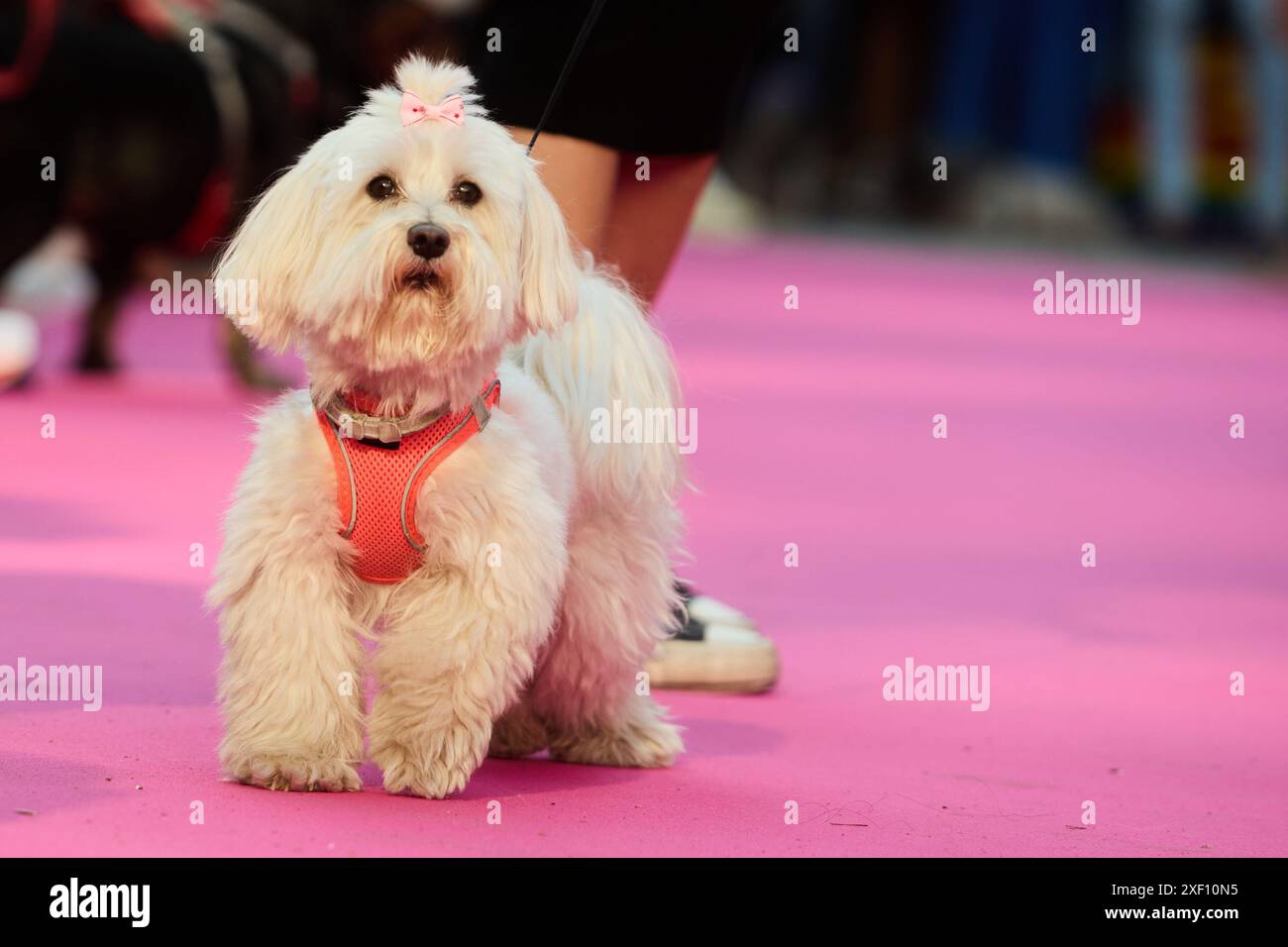 Diversidad de animales hi-res stock photography and images - Alamy