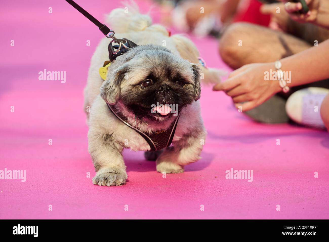 Diversidad de animales hi-res stock photography and images - Alamy