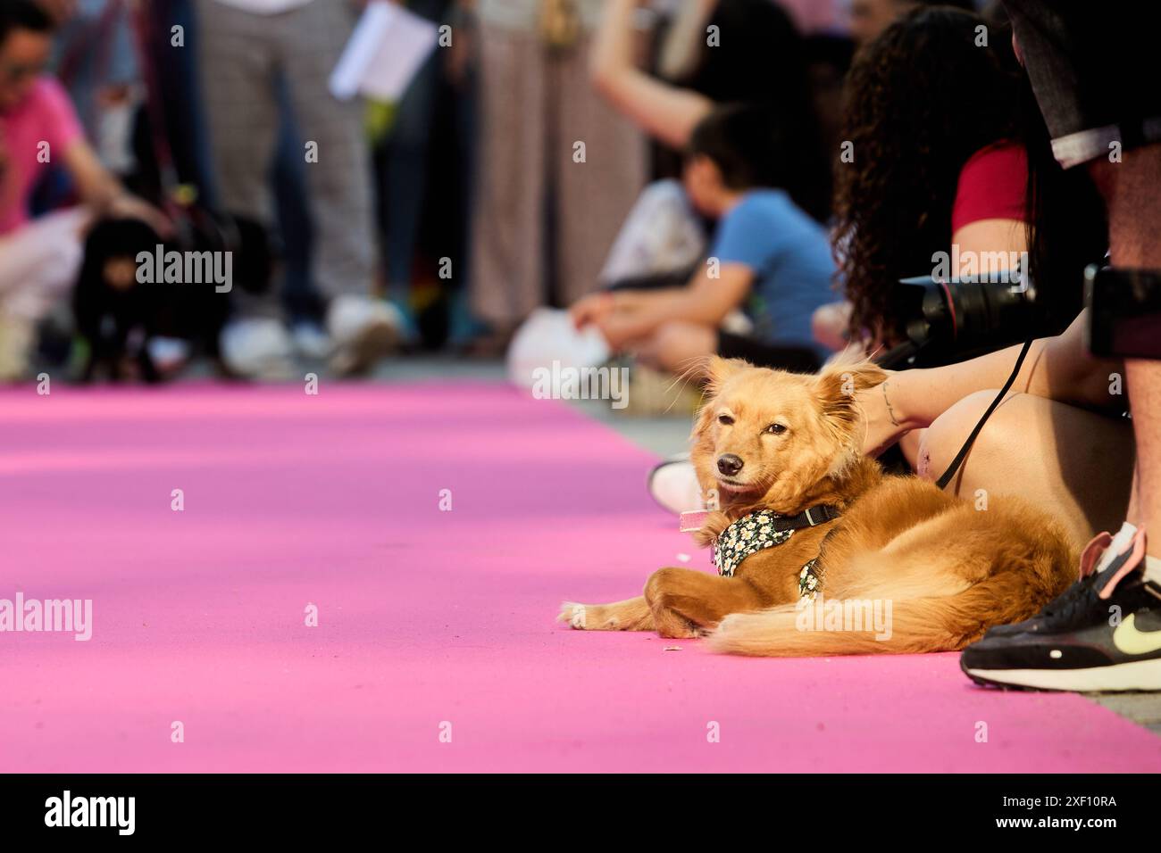 Diversidad de animales hi-res stock photography and images - Alamy