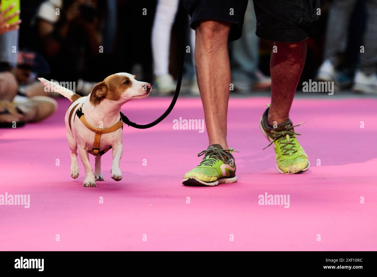 Diversidad de animales hi-res stock photography and images - Alamy