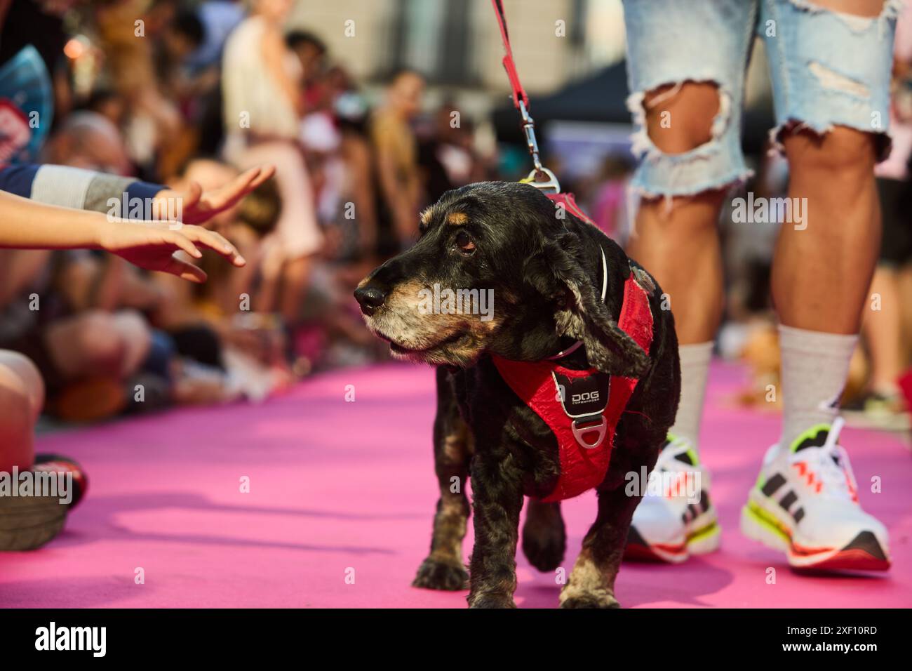 Diversidad de animales hi-res stock photography and images - Alamy