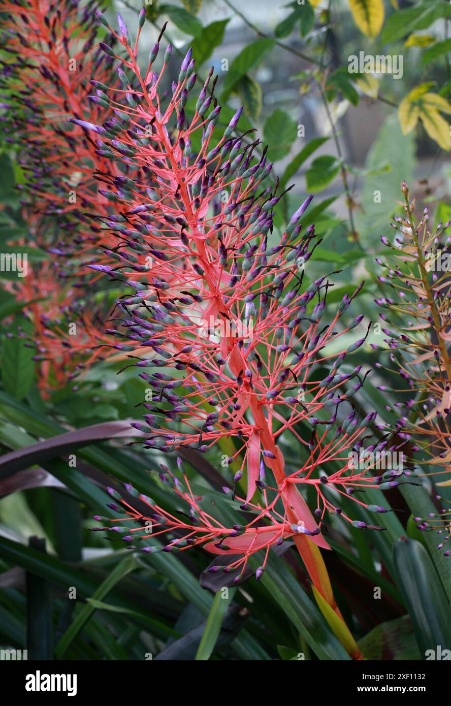 Bromeliad, Portea petropolitana, Bromeliaceae. Southeast Brazil (to Bahia), South America. Stock Photo