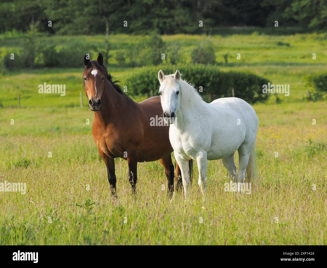 Two Horses Stand In Hi res Stock Photography And Images Alamy Two Horses Stand In Hi res Stock Photography And Images Alamy