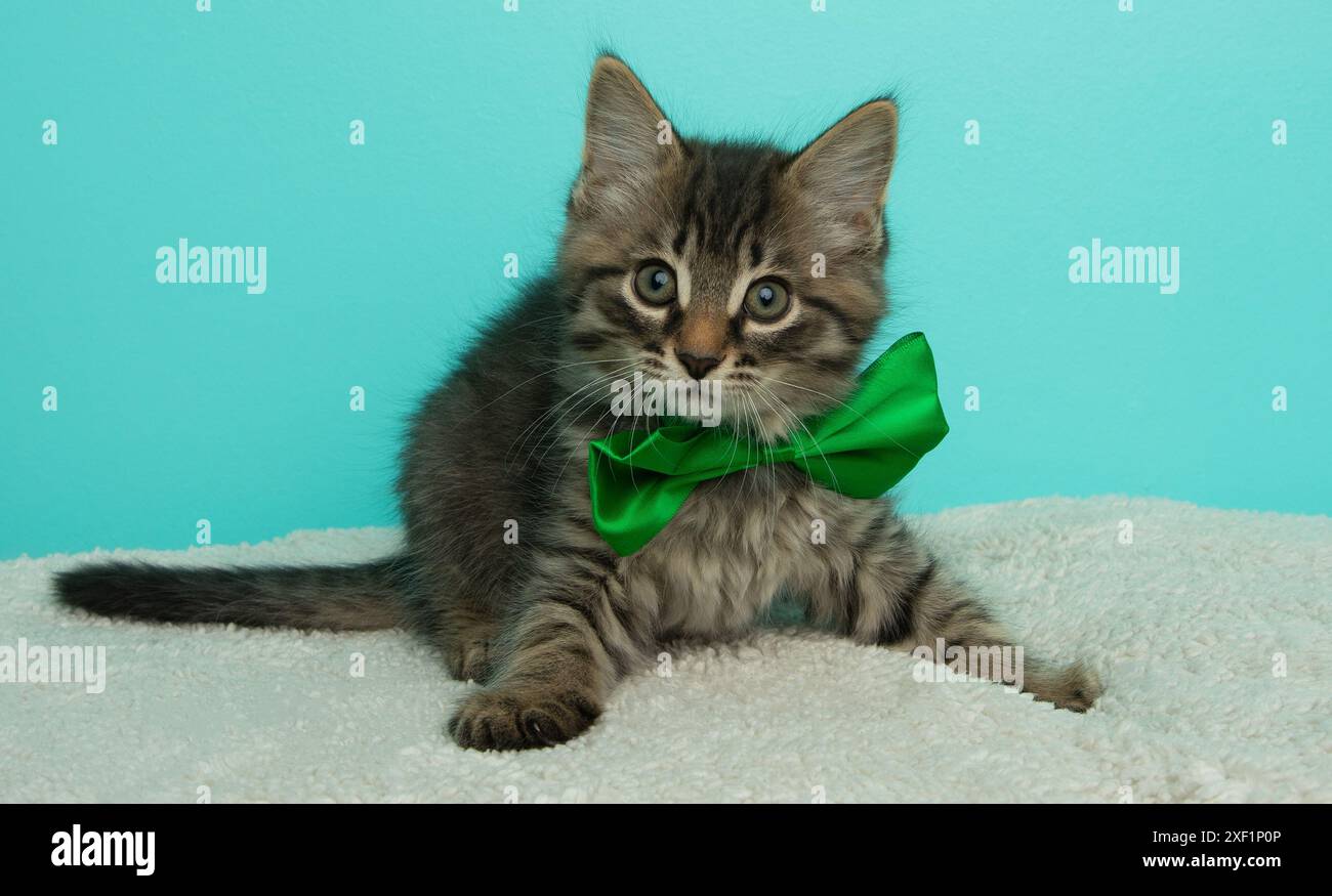 cute brown fluffy tabby kitten cat with green eyes wearing a bow tie ...