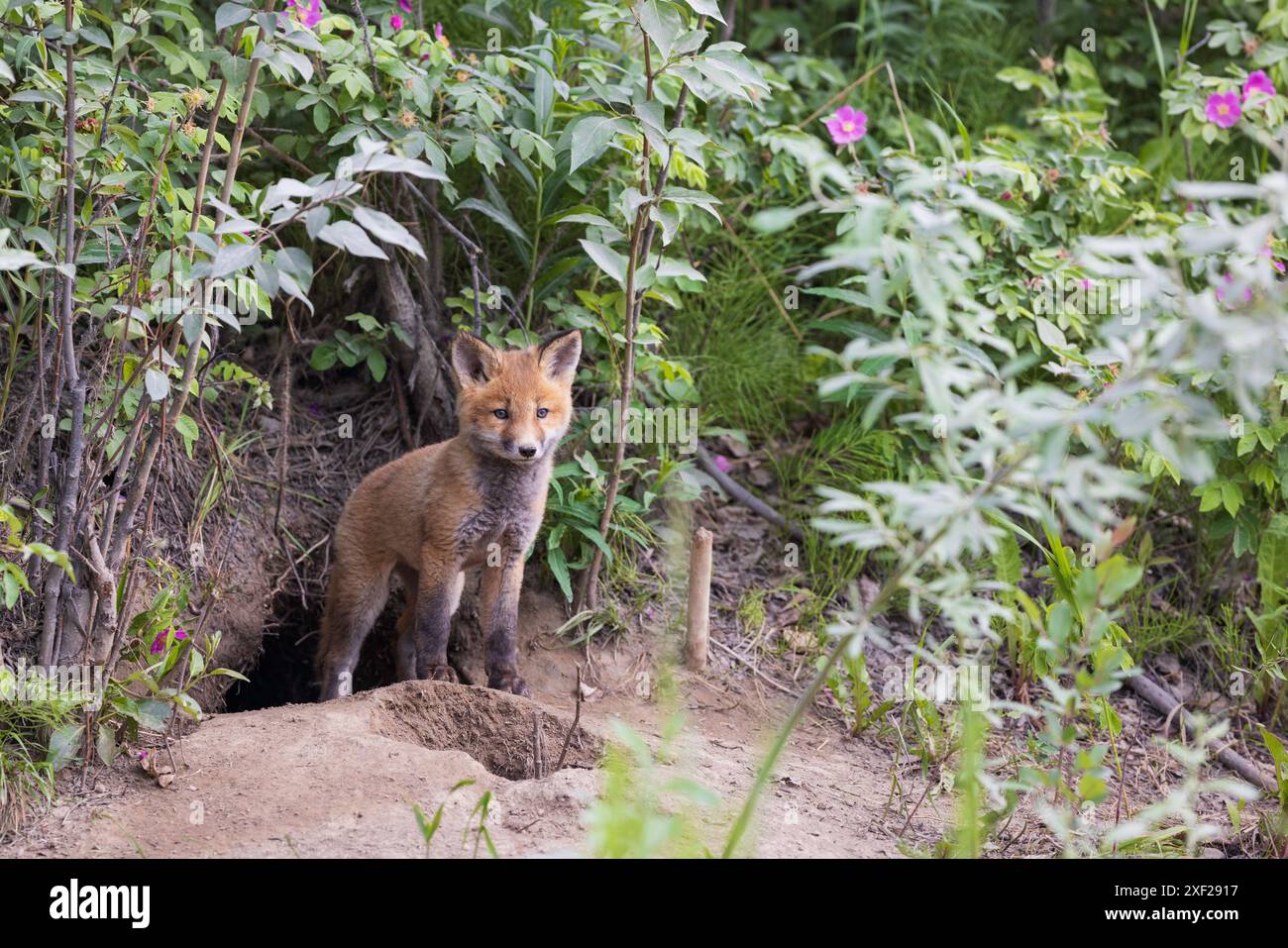 Red fox steps out of his den Stock Photo