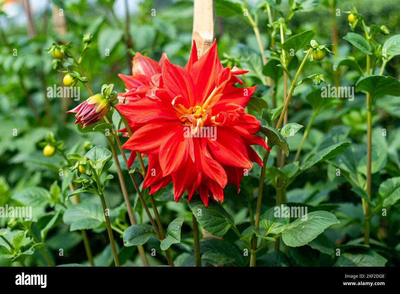 can dahlias grow in partial shade