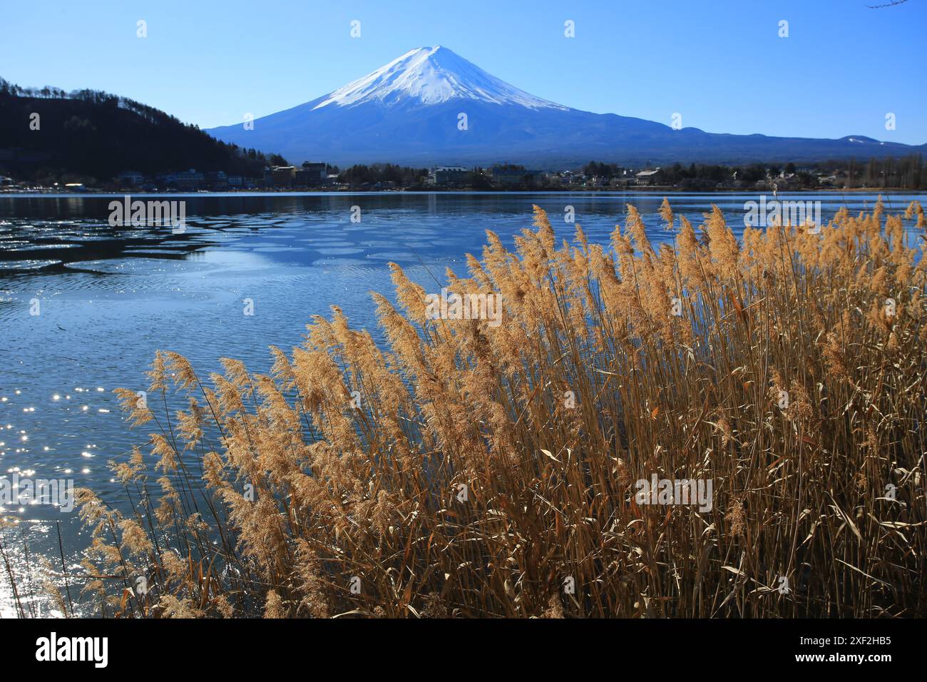 fuji background with reeds in japan winter Stock Photo - Alamy