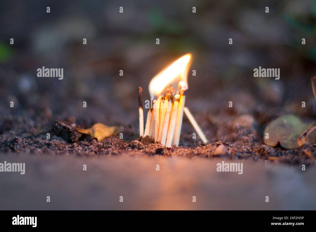 Mini Bonfire out the backyard with matches with bright flame and fire ...
