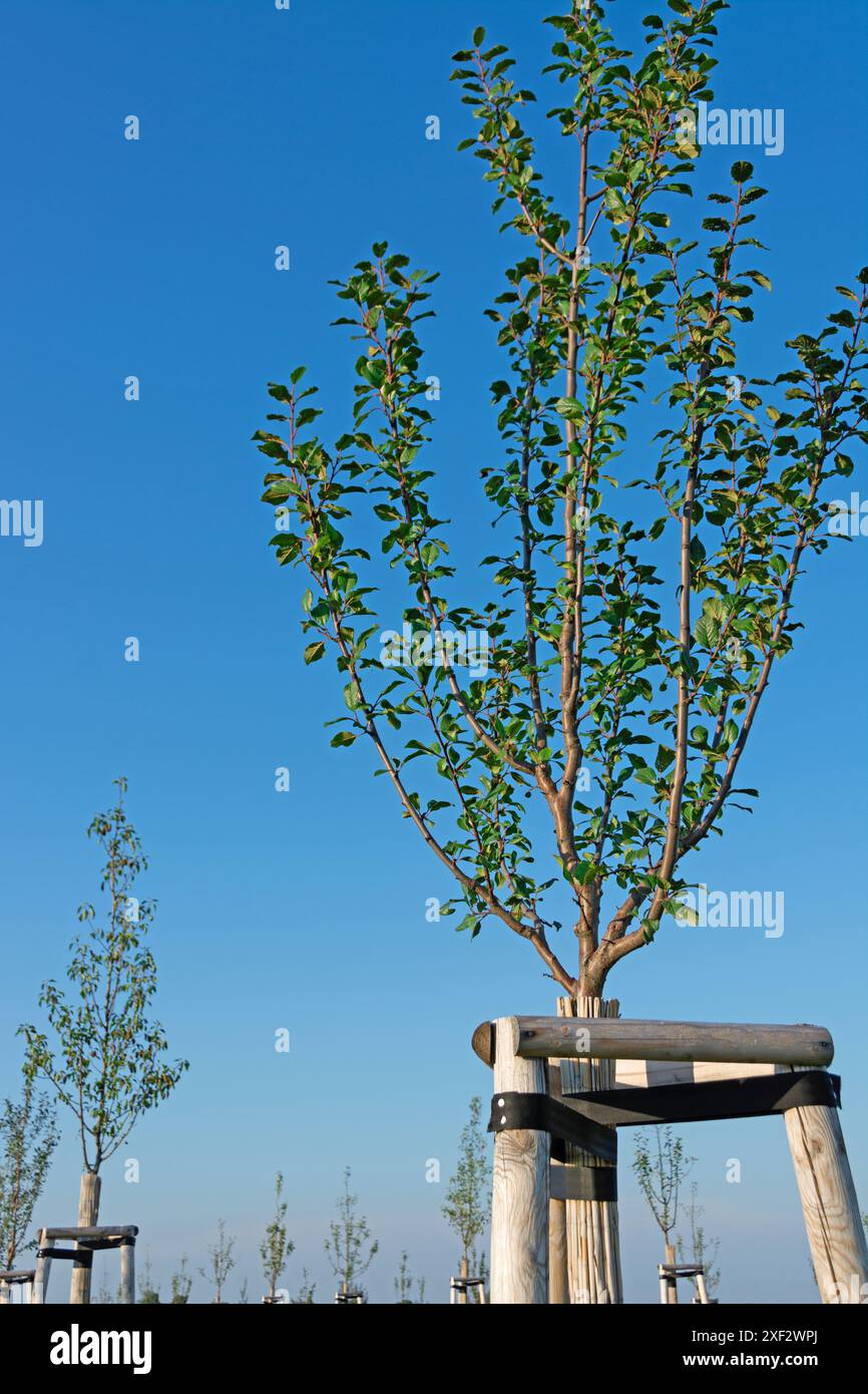 Afforestation with deciduous trees in portrait format Stock Photo