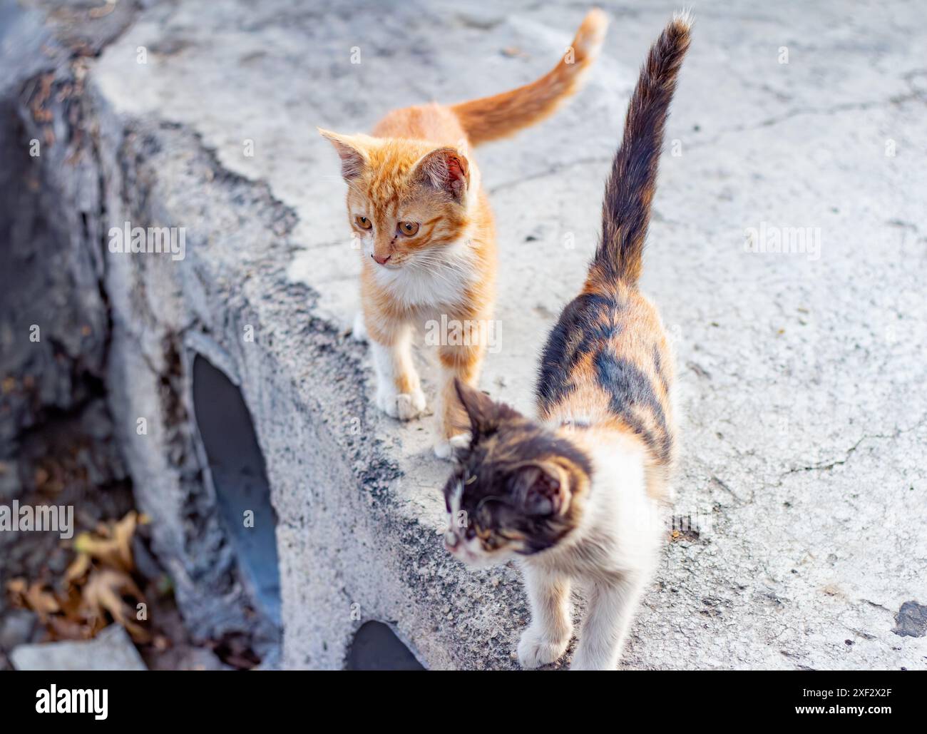 Street kittens. Stock Photo