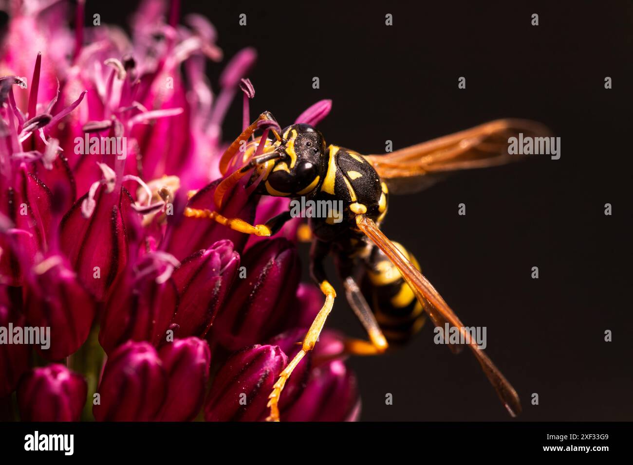Wasp showcases hi-res stock photography and images - Alamy