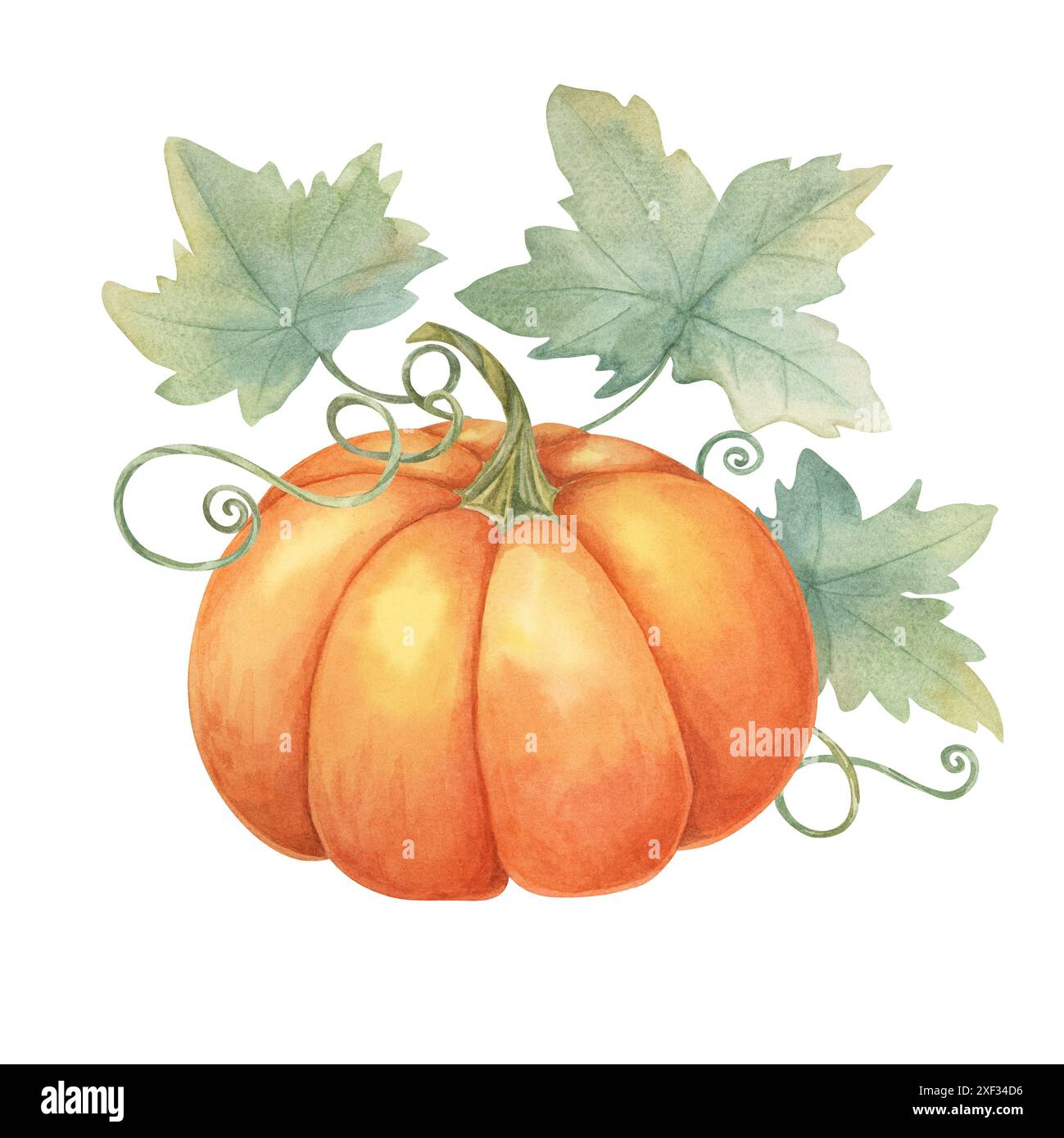 Orange pumpkin with green leaves and tendrils. Squash illustration ...