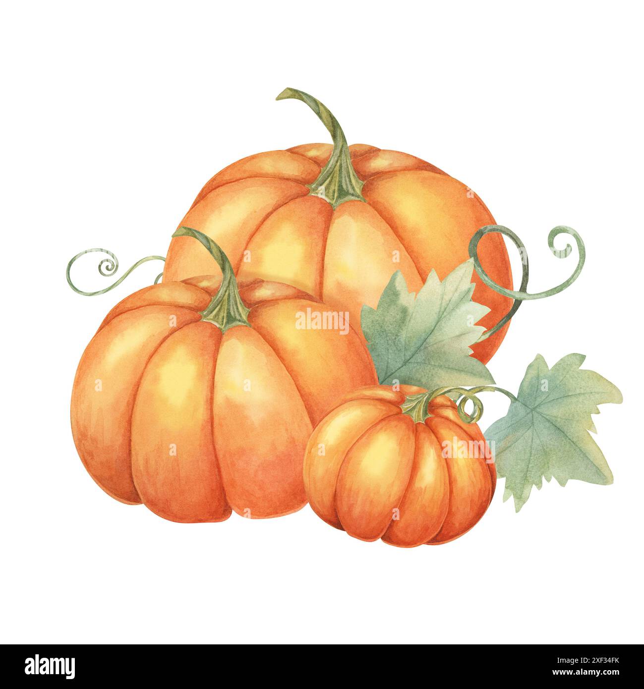 Three orange pumpkins with green leaves and vines. Bright squash ...