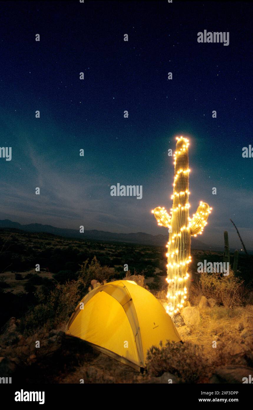 Christmas lights on a saguaro catcus by a tent at night, Sonoran Desert ...