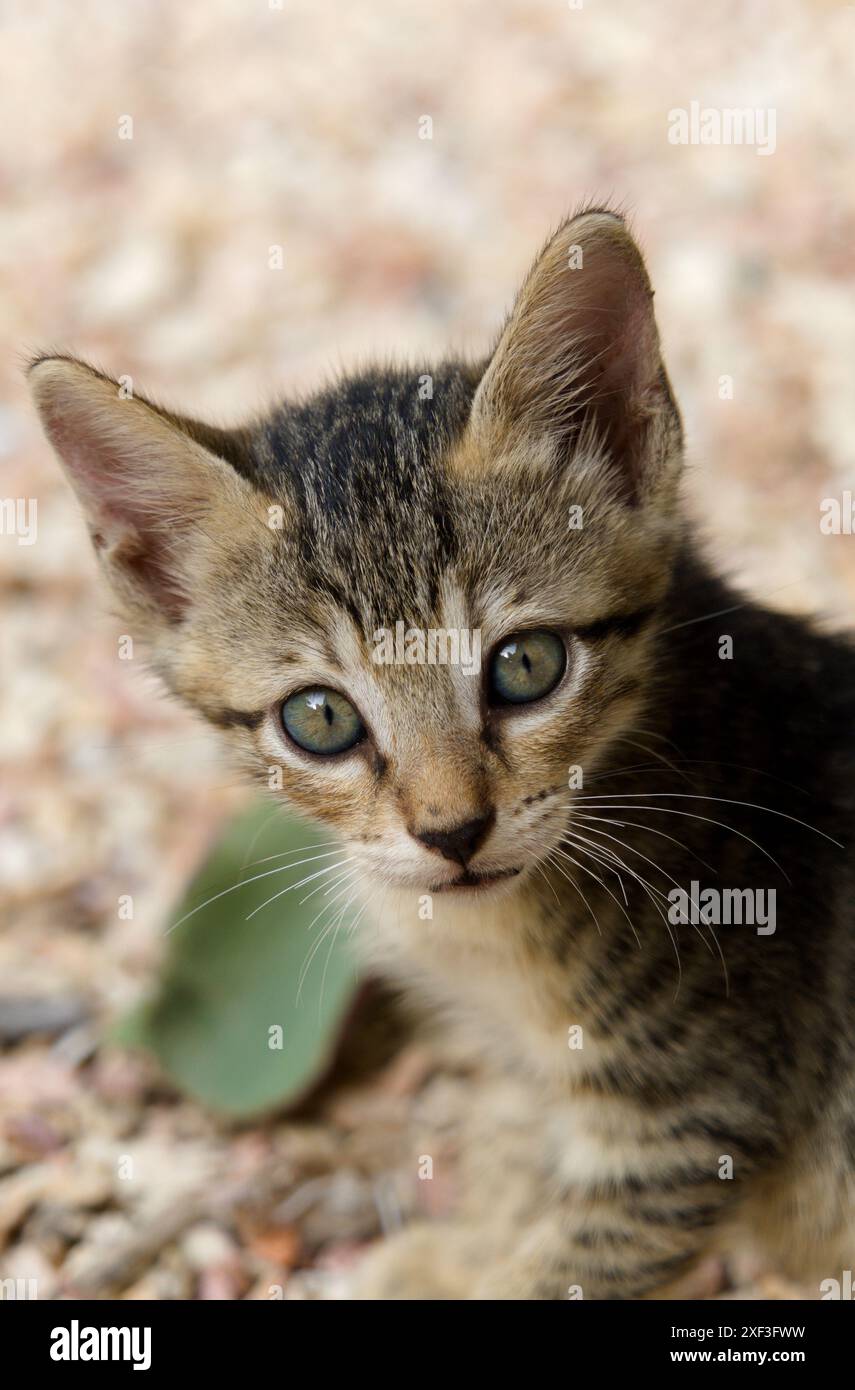 Beautiful striped grey kitten posing for camera Stock Photo