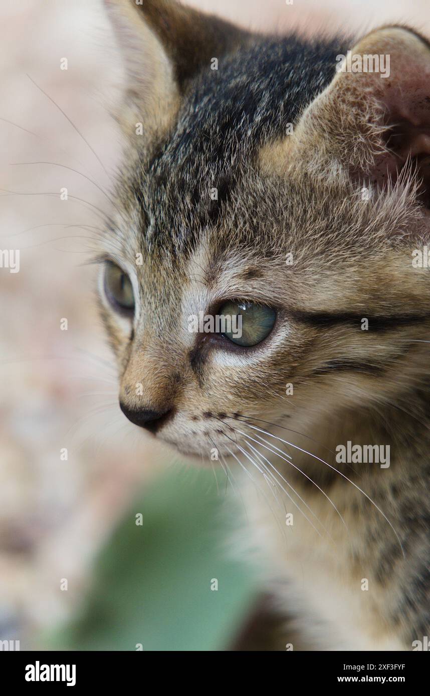 Beautiful striped grey kitten posing for camera Stock Photo