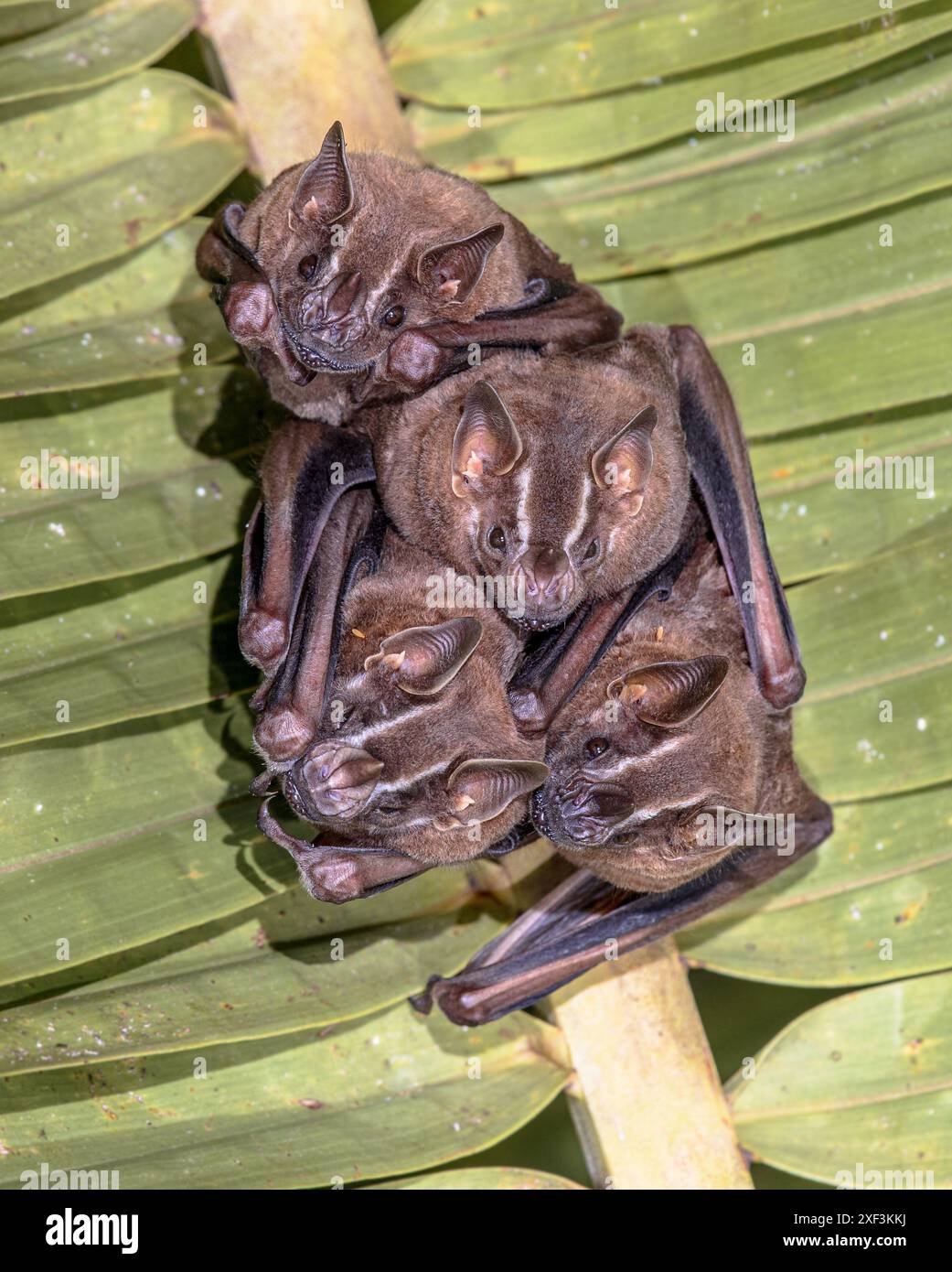 Leaf nosed bat phyllostomidae hi-res stock photography and images - Alamy