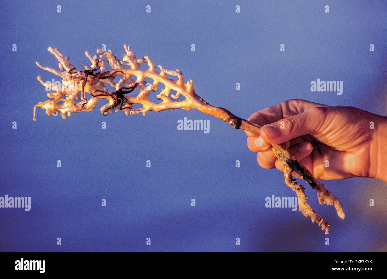 Thailand,Tourist on Ko Samet island holds coral in the hand. Stock Photo