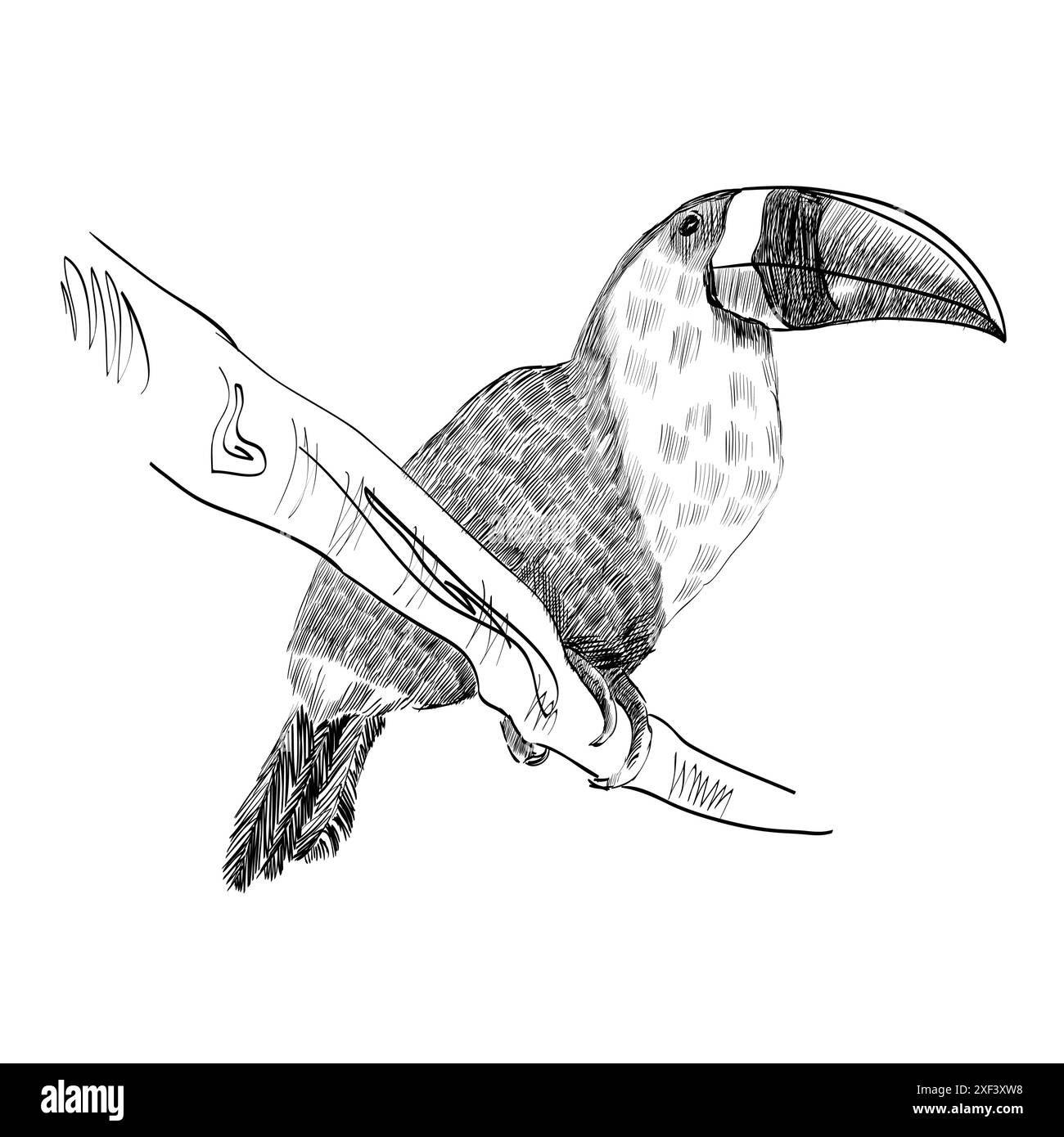 Vector sketch of a parrot. Hand drawn illustration Stock Vector Image ...