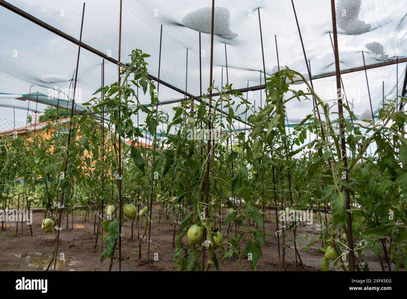 Vegetable garden netting mesh hi-res stock photography and images - Alamy