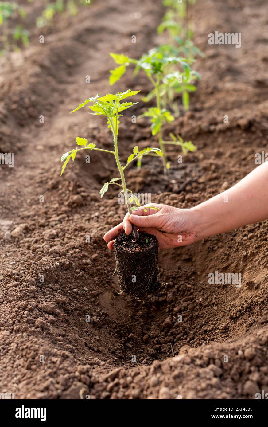 A woman holds a young tomato plant in her hand and is about to plant it ...