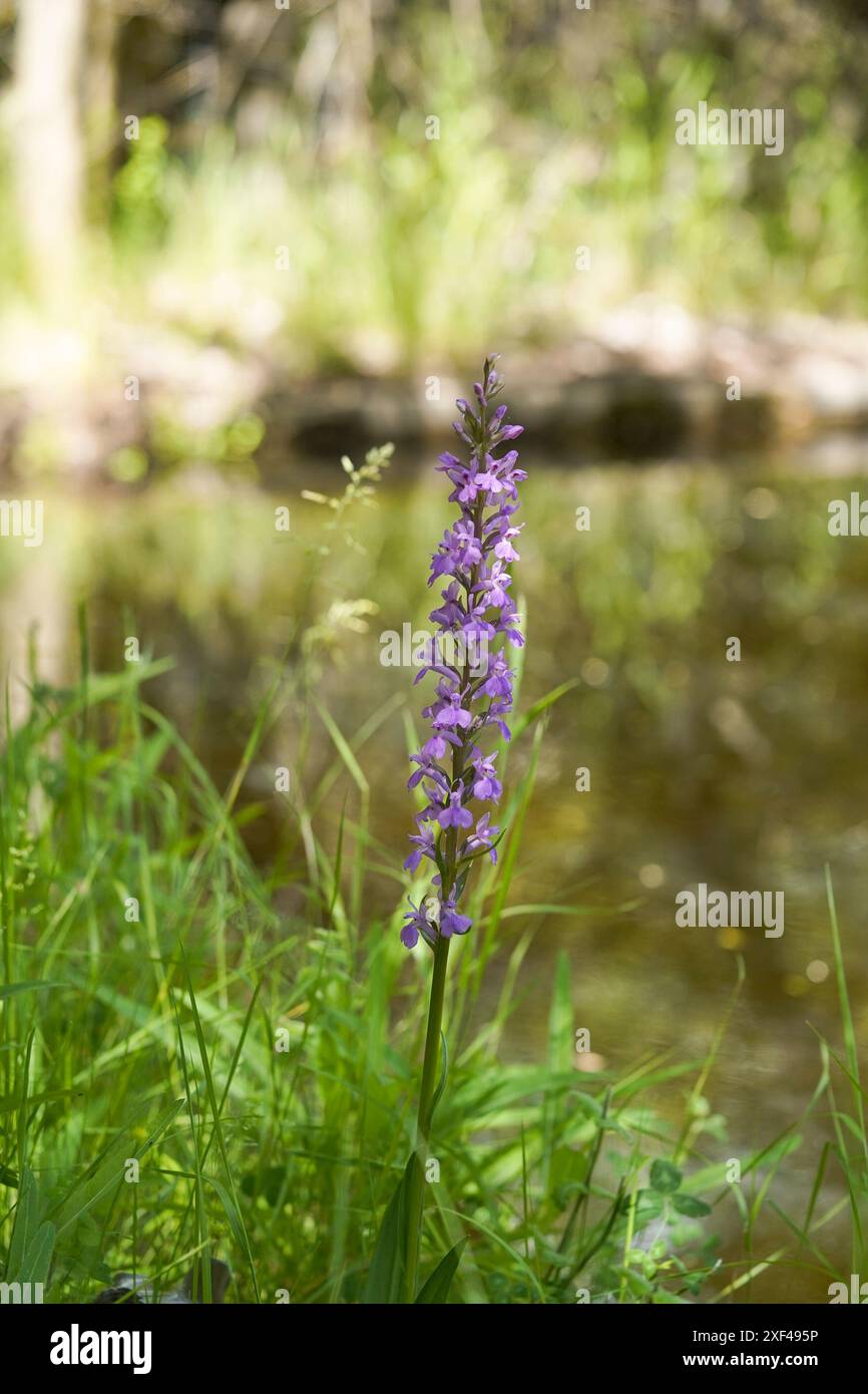 Wild orchid, Dactylorhiza elata, robust marsh orchid next to stream, Andalucia, Spain. Stock Photo