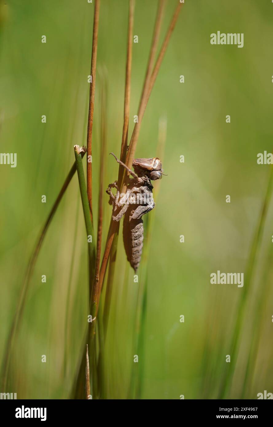 Nymph of a dragonfly, dry exuvia attached to a reed, Spain. Stock Photo