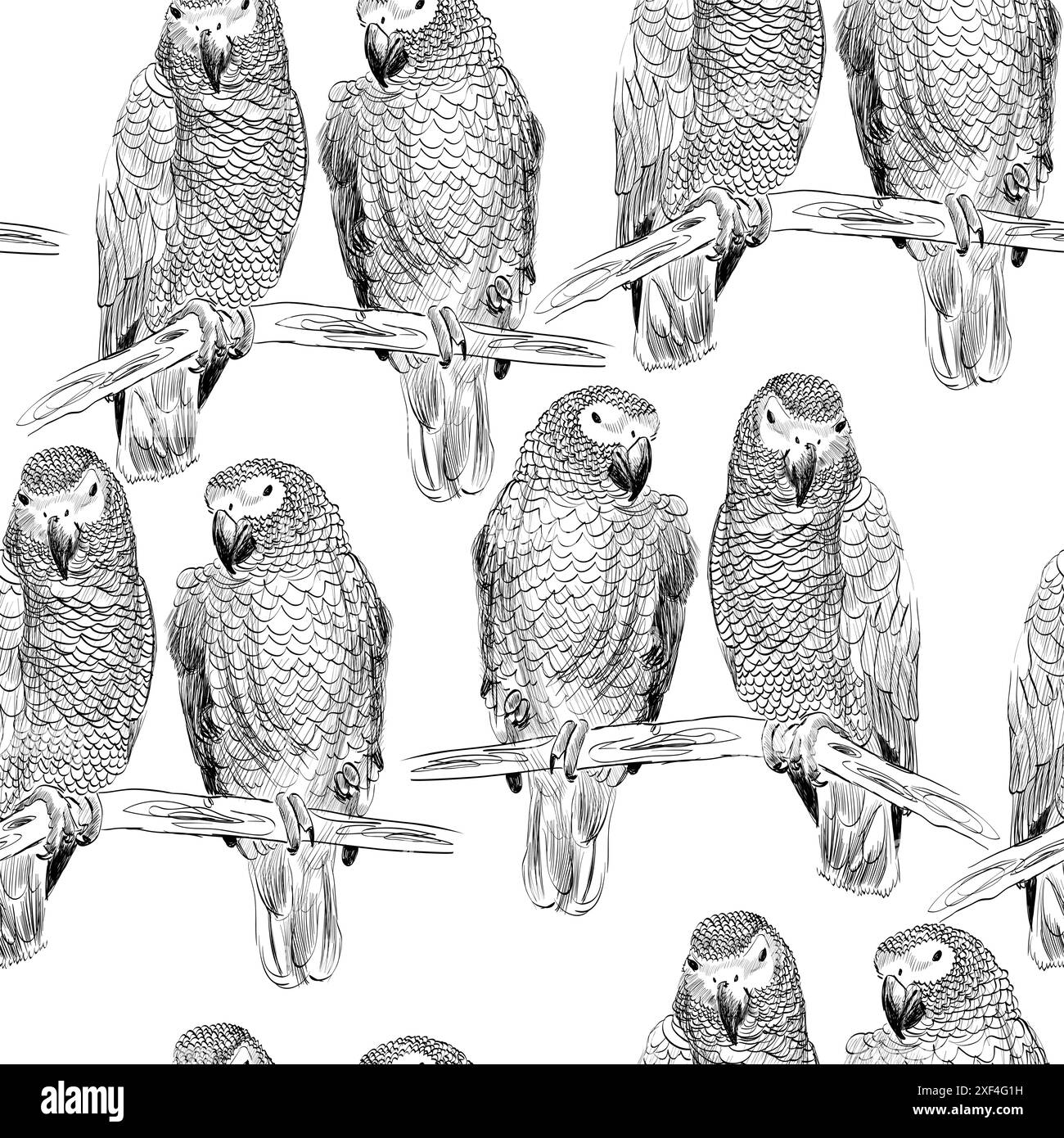 Vector sketch of a parrot. Hand drawn illustration Stock Vector Image ...