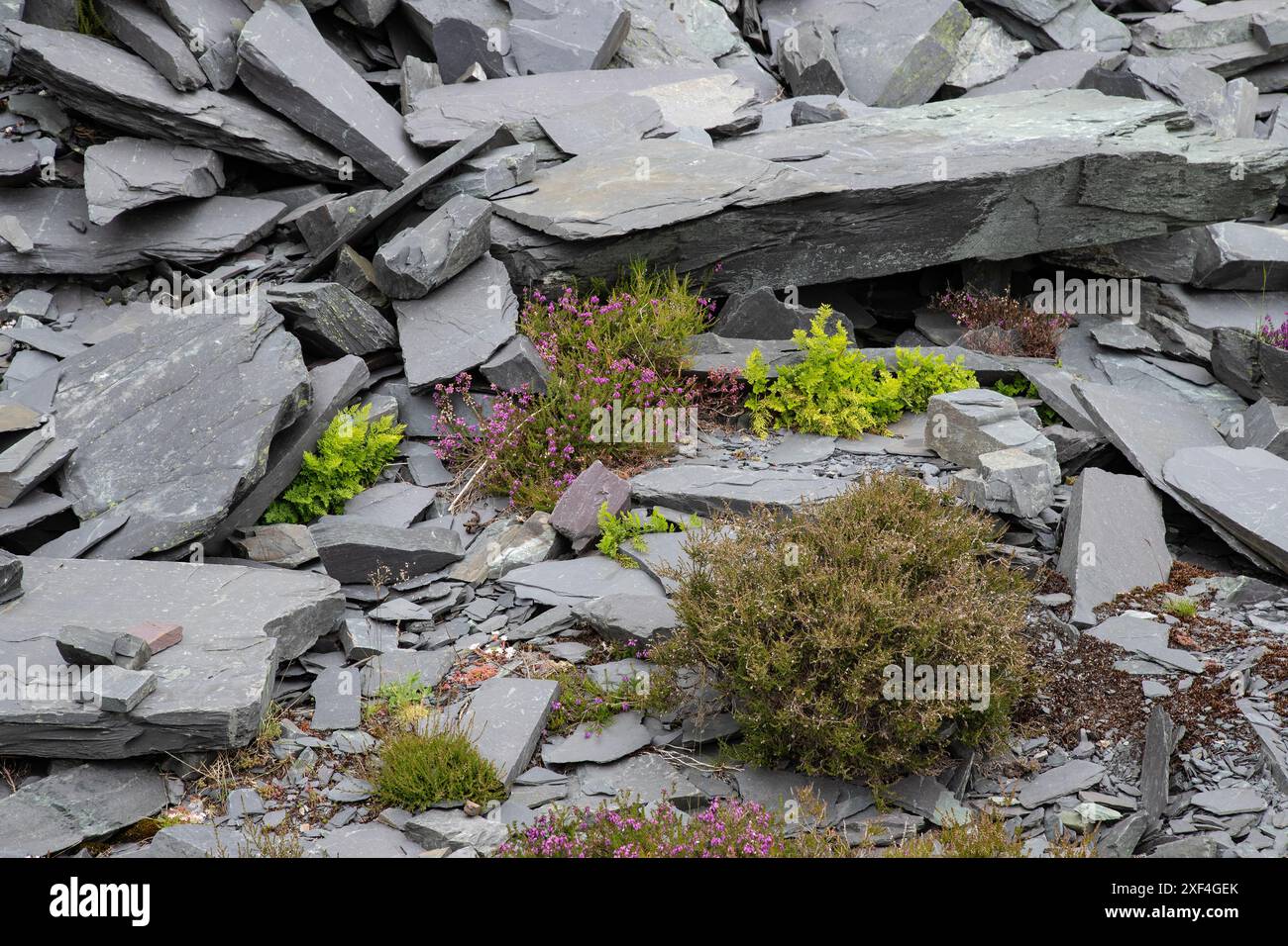 Growing in harsh environment hi-res stock photography and images - Alamy