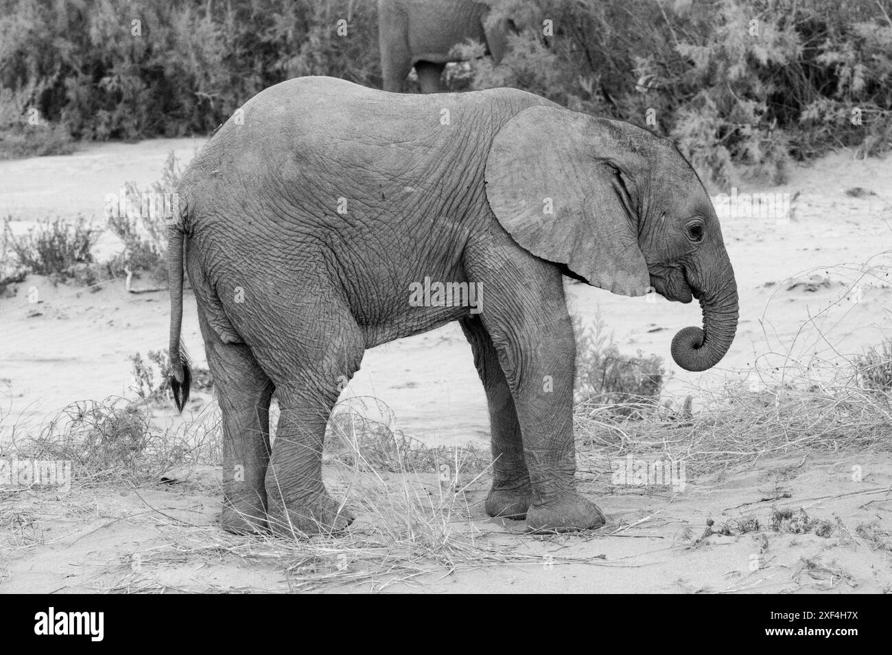 Desert-adapted baby elephant (Loxodonta africana) in the Namib Desert ...