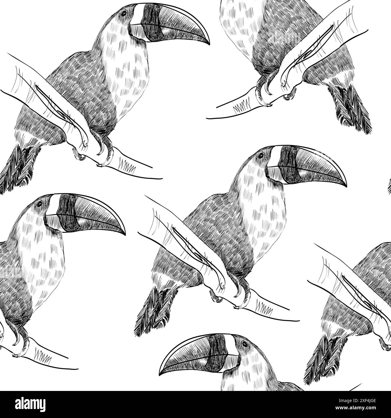 Vector sketch of a parrot. Hand drawn illustration Stock Vector Image ...