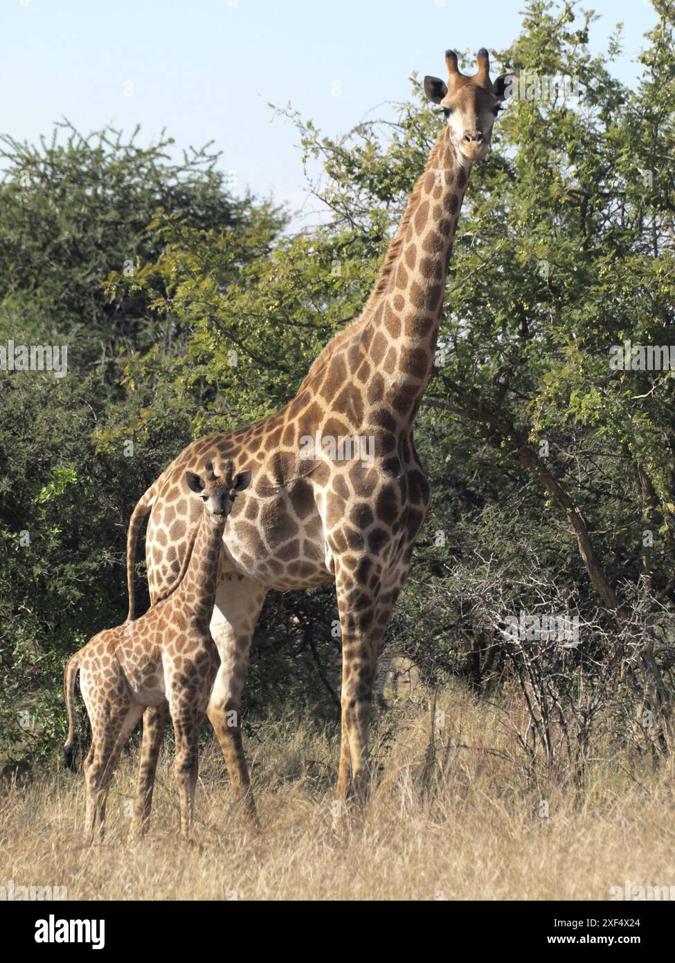Calf giraffe nature reserve hi-res stock photography and images - Alamy