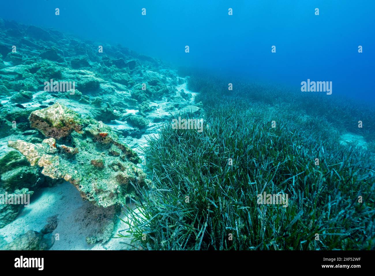 Neptune seagrass meadow, Posidonia oceanica, bounded by rocky bottom, Bozburun Marine Protected Area, Marmaris Turkiye. Stock Photo