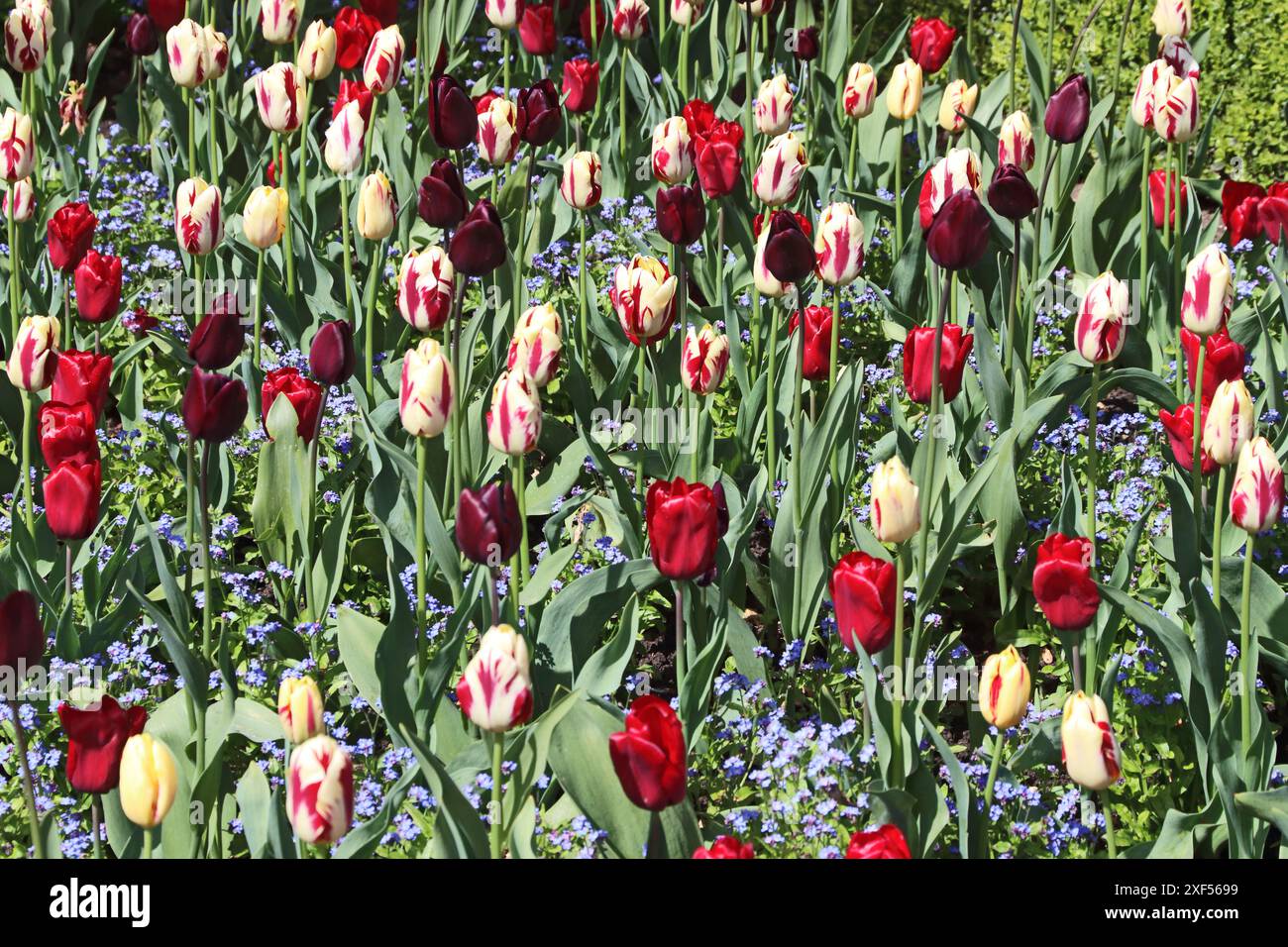 Garden display of tulips hi-res stock photography and images - Alamy