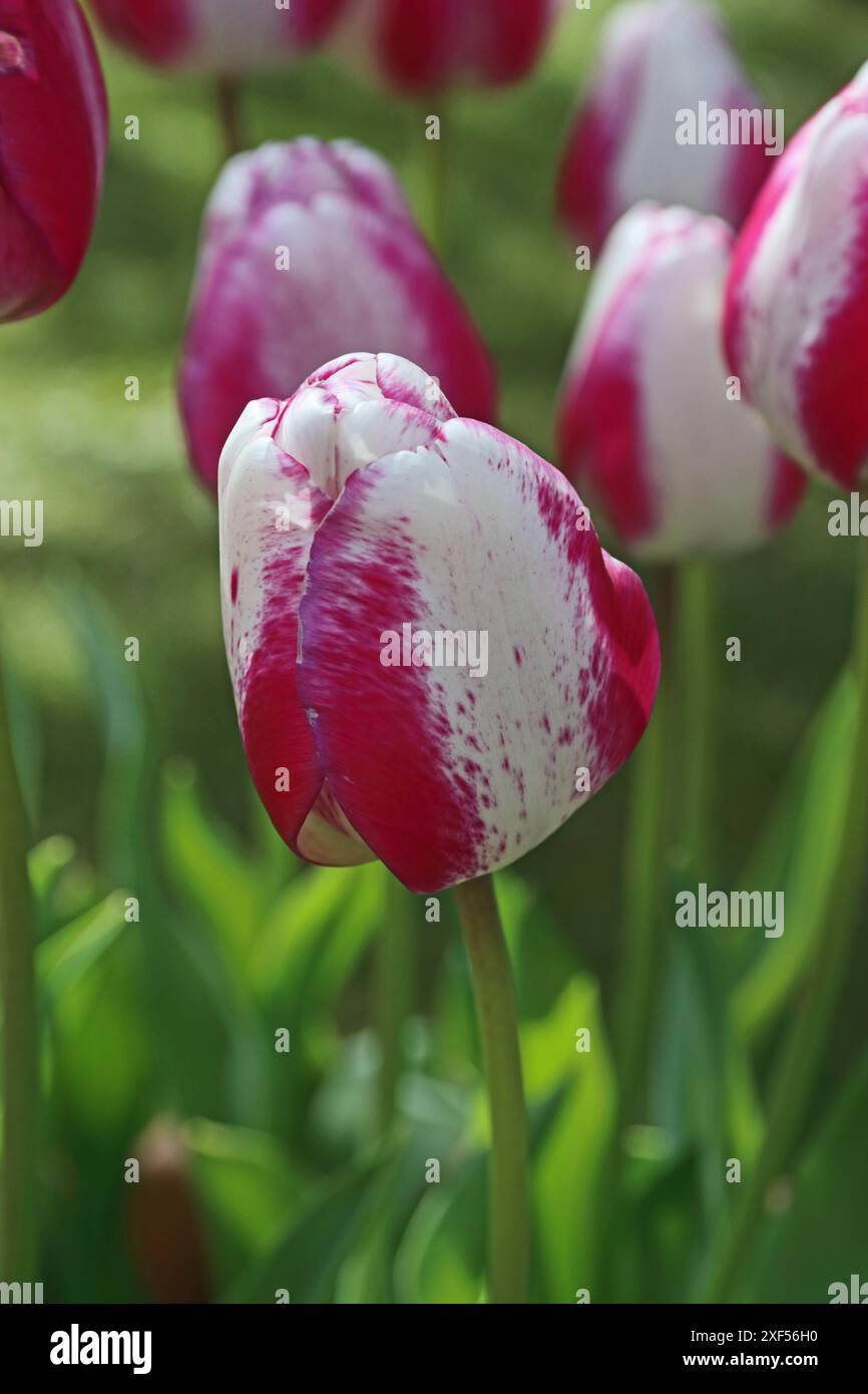 Tulip 'Affaire' Stock Photo