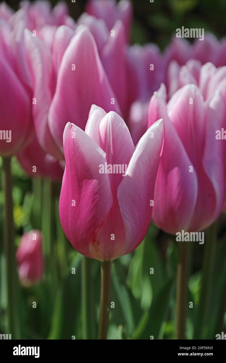 Tulip 'Gabriella' Stock Photo