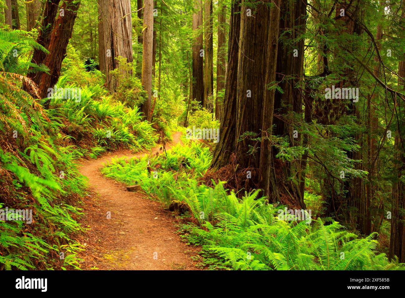 Nature Trail through Coast redwood (Sequoia sempervirens) forest ...