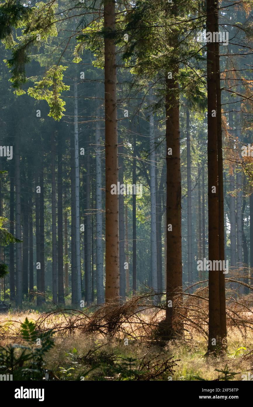 Slender tall spruce trees hi-res stock photography and images - Alamy