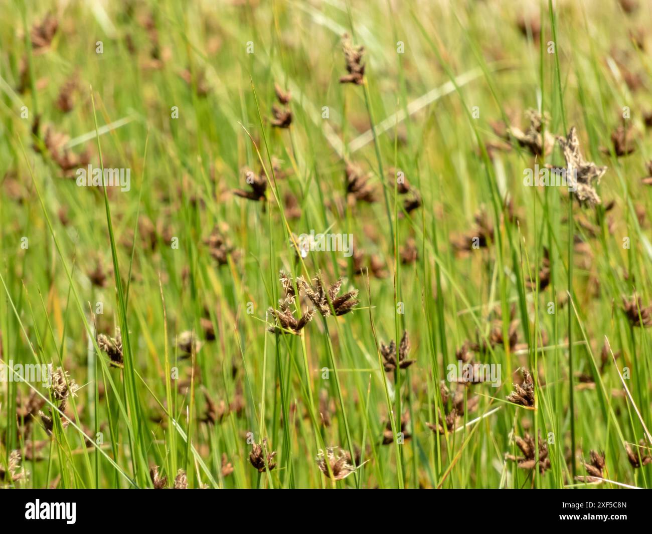 Bolboschoenus maritimus flowering halophyte plants swaying by the wind blurred natural background. Sea clubrush stems, leaves and flowers. Stock Photo