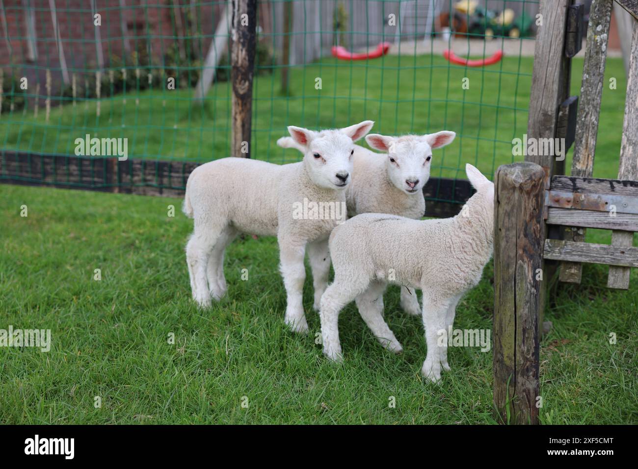 Cute baby village fence hi res stock photography and images Alamy Cute baby village fence hi res stock photography and images Alamy